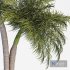 Palm Tree Set 02 - Thumbnail 3