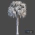 Palm Tree Set 03 - Thumbnail 4