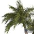Palm Tree Set 02 - Thumbnail 4