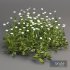 3 Daisy White Flower Bush Plants Set 01 - Thumbnail 4