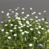 3 Daisy White Flower Bush Plants Set 01 - Thumbnail 5