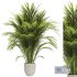 Areca palm plant - Thumbnail 1