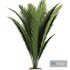 palm indoor plant - Thumbnail 2
