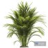 Areca palm plant - Thumbnail 2