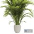 Areca palm plant - Thumbnail 3