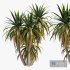 Palm Tree Set 01 - Thumbnail 1