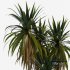 Palm Tree Set 01 - Thumbnail 3