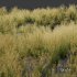 Plants Celtica Gigantea Stipa Golden Oats Version4 - Thumbnail 3