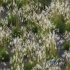 Plants Miscanthus Nepalensis Sinensis Sarabande Adagio - Thumbnail 5