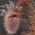 Plants Miscanthus Nepalensis Sinensis Sarabande Adagio - Thumbnail 4