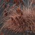 Plants Helictotrichon Sempervirens Pendula Avoine Blue Version03 - Thumbnail 4