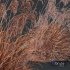 Plants Miscanthus Nepalensis Sinensis Sarabande Adagio Version02 Windy - Thumbnail 5