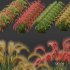Plants Hordeum Jubatum Foxtail Barley Ornementale Orge Version02 - Thumbnail 5