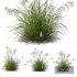 Plants Miscanthus Nepalensis Sinensis Sarabande Adagio Version02 - Thumbnail 1