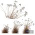 Plants Miscanthus Nepalensis Sinensis Sarabande Adagio Version06 Windy - Thumbnail 1