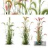 Plants Hordeum Jubatum Foxtail Barley Ornementale Orge Version04 - Thumbnail 1