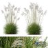 Plants Miscanthus Nepalensis Sinensis Sarabande Adagio - Thumbnail 1