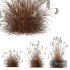 Plants Miscanthus Nepalensis Sinensis Sarabande Adagio Version06 - Thumbnail 1