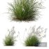 Plants Miscanthus Nepalensis Sinensis Sarabande Adagio Version02 Windy - Thumbnail 1