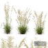 Plants Celtica Gigantea Stipa Golden Oats Version4 - Thumbnail 1
