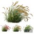 Plants Hordeum Jubatum Foxtail Barley Ornementale Orge Version03 Windy - Thumbnail 1