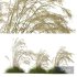 Plants Celtica Gigantea Stipa Golden Oats Windy - Thumbnail 1