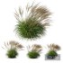 Plants Molinia Caerulea Heidebraut Kleines Pfeifengras Version04 Windy - Thumbnail 1