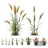 Plants Hordeum Jubatum Foxtail Barley Ornementale Orge Version05 - Thumbnail 1