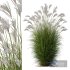 Plants Miscanthus Nepalensis Sinensis Sarabande Adagio - Thumbnail 1