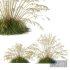 Plants Celtica Gigantea Stipa Golden Oats Version3 - Thumbnail 1