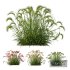 Plants Hordeum Jubatum Foxtail Barley Ornementale Orge Version03 - Thumbnail 1