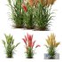 Plants Hordeum Jubatum Foxtail Barley Ornementale Orge - Thumbnail 1