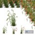 Plants Hordeum Jubatum Foxtail Barley Ornementale Orge Version04 Windy - Thumbnail 1