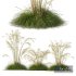 Plants Celtica Gigantea Stipa Golden Oats - Thumbnail 1