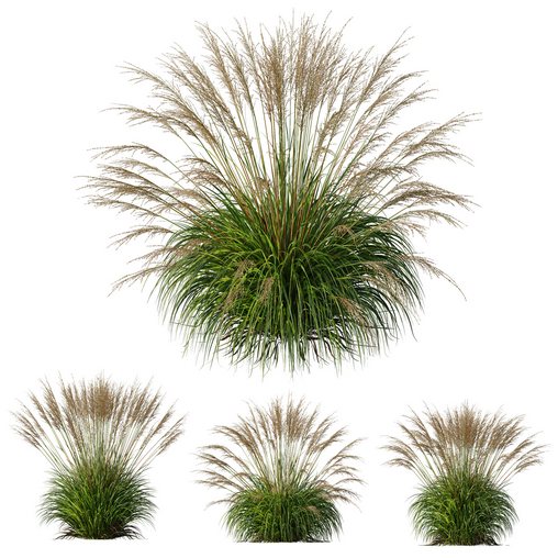 Plants Molinia Caerulea Heidebraut Kleines Pfeifengras Version04