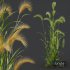Plants Hordeum Jubatum Foxtail Barley Ornementale Orge Version04 - Thumbnail 6