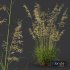Plants Celtica Gigantea Stipa Golden Oats Version4 - Thumbnail 2