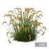 Plants Hordeum Jubatum Foxtail Barley Ornementale Orge Version03 - Thumbnail 2