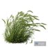 Plants Hordeum Jubatum Foxtail Barley Ornementale Orge Version03 Windy - Thumbnail 2