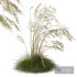 Plants Celtica Gigantea Stipa Golden Oats Windy - Thumbnail 2