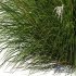Plants Miscanthus Nepalensis Sinensis Sarabande Adagio Version05 - Thumbnail 2