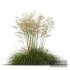 Plants Celtica Gigantea Stipa Golden Oats Version2 - Thumbnail 2