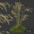 Plants Celtica Gigantea Stipa Golden Oats - Thumbnail 2