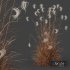 Plants Miscanthus Nepalensis Sinensis Sarabande Adagio Version06 - Thumbnail 2