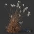 Plants Miscanthus Nepalensis Sinensis Sarabande Adagio Version06 Windy - Thumbnail 2