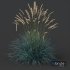 Plants Helictotrichon Sempervirens Pendula Avoine Blue Version2 - Thumbnail 2