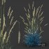 Plants Helictotrichon Sempervirens Pendula Avoine Blue Version04 - Thumbnail 2