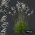 Plants Miscanthus Nepalensis Sinensis Sarabande Adagio - Thumbnail 2
