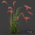 Plants Hordeum Jubatum Foxtail Barley Ornementale Orge Version04 Windy - Thumbnail 2