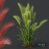Plants Hordeum Jubatum Foxtail Barley Ornementale Orge - Thumbnail 2